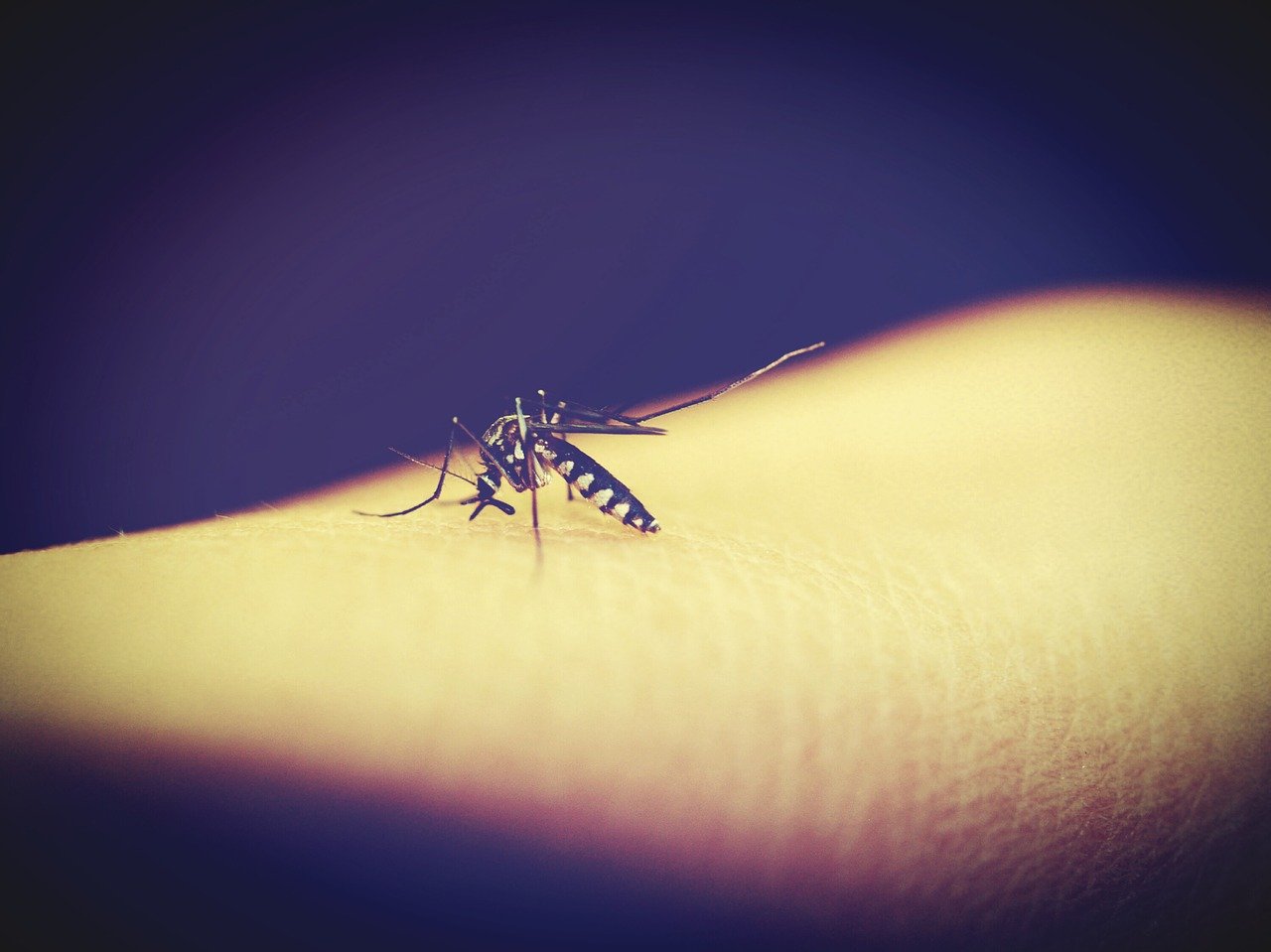 mosquitoe-1548976_1280