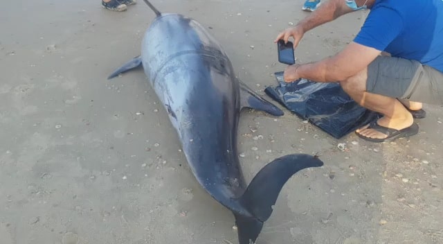 דולפין נסחף לחוף צילום רותי ניב