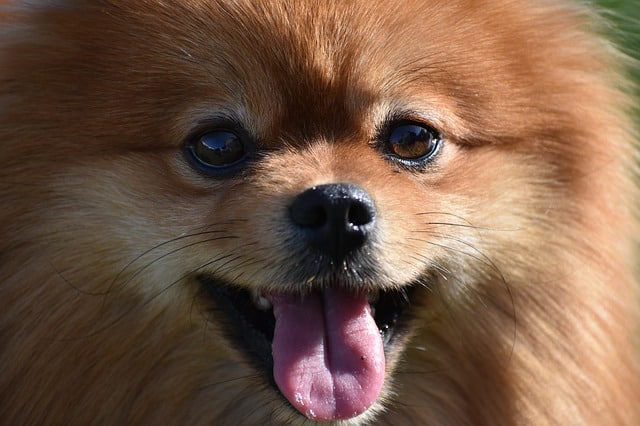כלב פומרניאן. צילום: pixabay