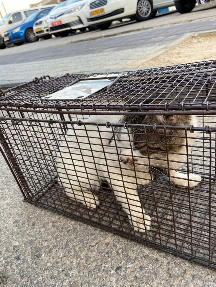 חתול בכלוב צילום דוברות משטרת ישראל
