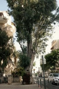 עץ צילום דוברות עיריית ראשון לציון