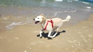 כלב צילום דוברות עיריית בת ים