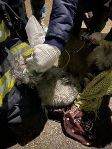 חילוץ כלבים שריפה צילום דוברות כבאות והצלה מחוז דן, תחנה אזורית חולון