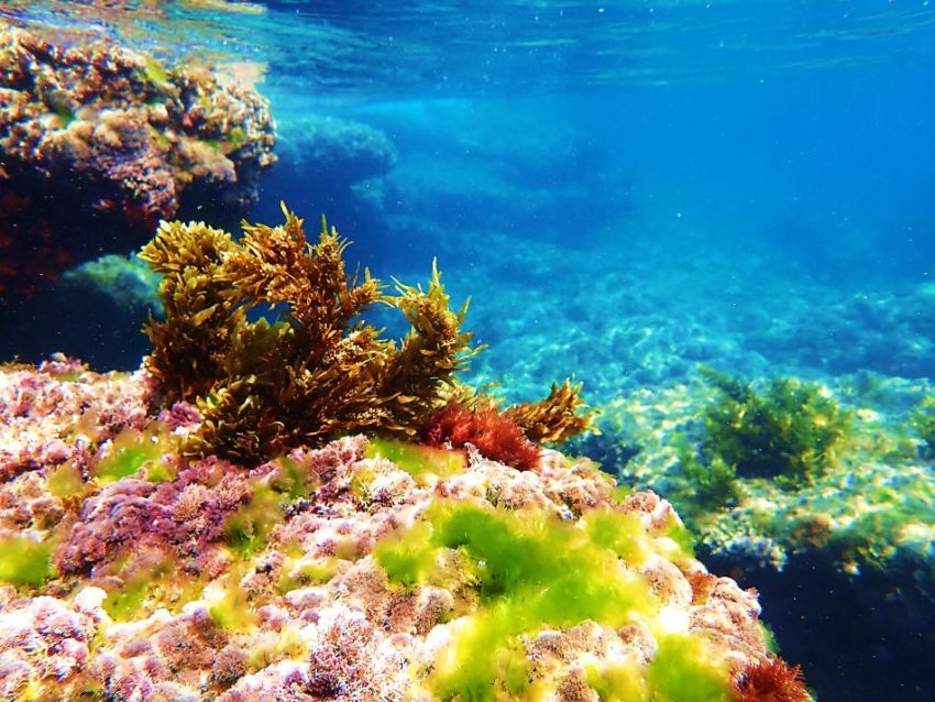 ים אלמוגים אצות צילום דורון אשכנזי
