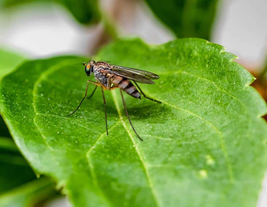יתוש צילום PIXABAY