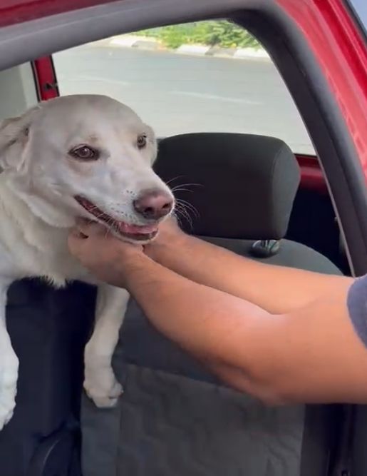 כלב חילוץ צילום ידידים סיוע בדרכים