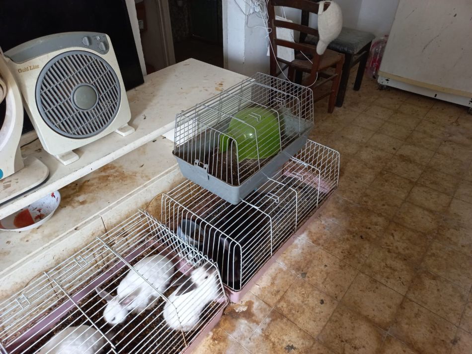 ארנבים כלובים צילום דוברות ראשון לציון