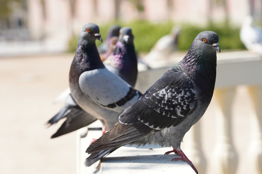 closeup-selective-focus-shot-pigeons-park-with-greenery (1)