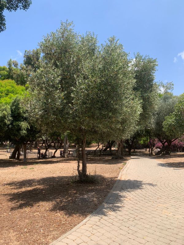 עץ זית אירופי בחורשת היובל בחולון, צילום-עיריית חולון